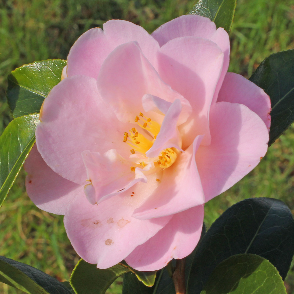 Camellia hybrid 'Nicky Crisp'
