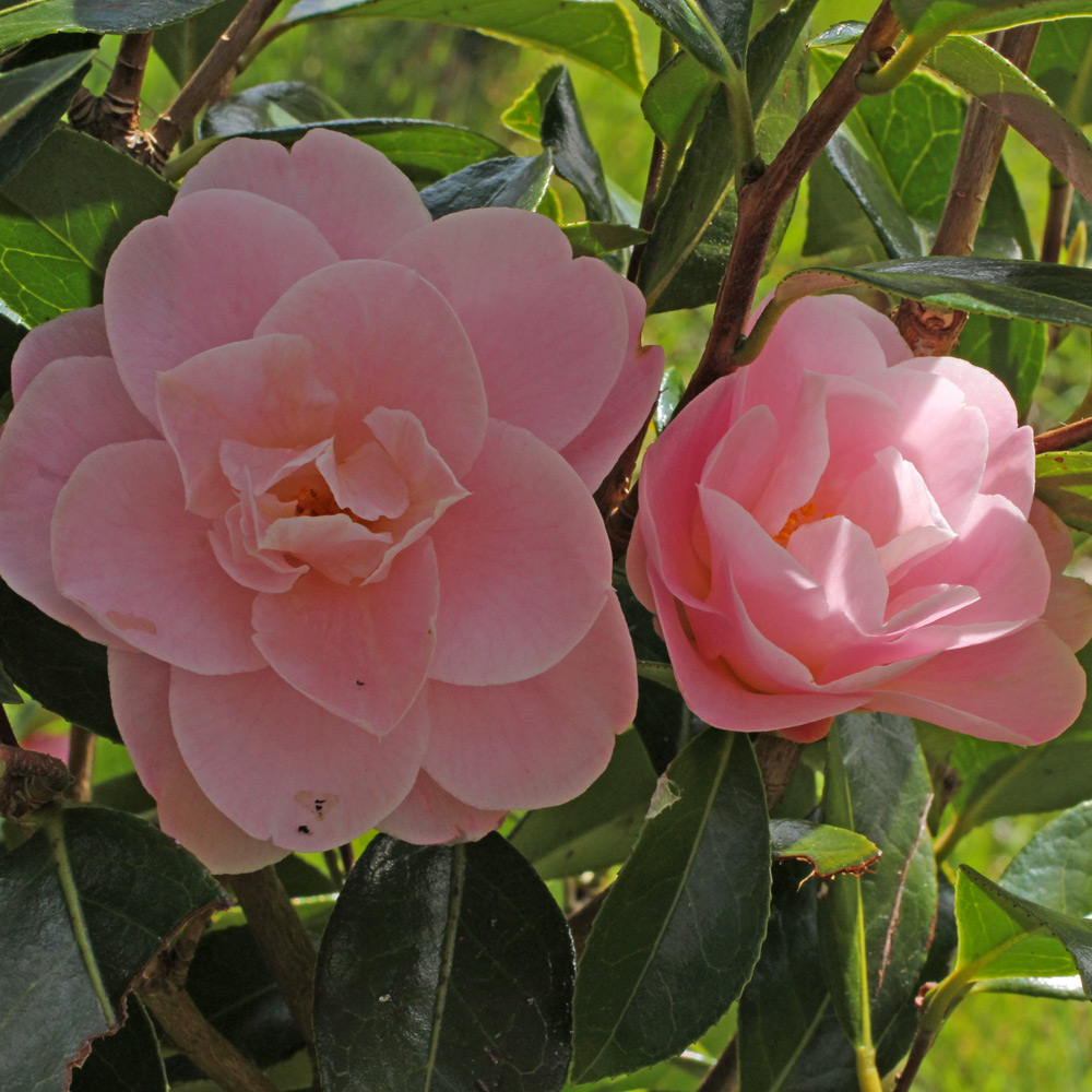 Camellia hybrid 'Nicky Crisp'