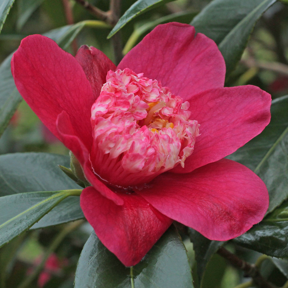 Camellia japonica 'Peter Betteley'