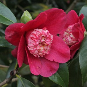 Camellia japonica 'Peter Betteley'