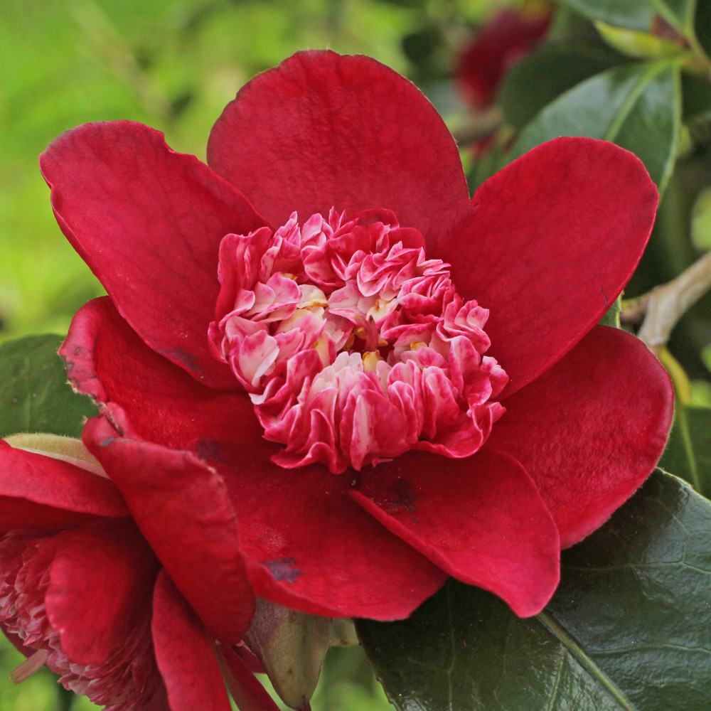 Camellia japonica 'Peter Betteley'