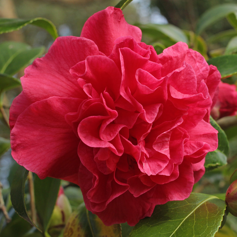 Camellia x williamsii 'Rose Parade'