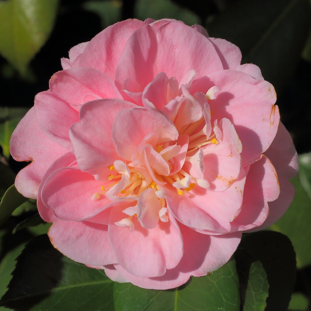 Camellia japonica 'Sierra Spring'