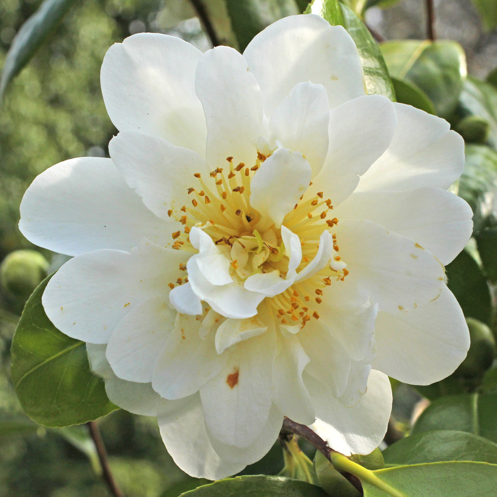 Camellia japonica 'Silver Anniversary'