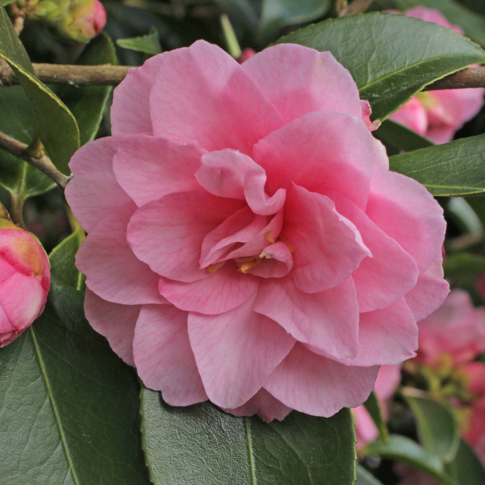 Camellia 'Spring Festival'