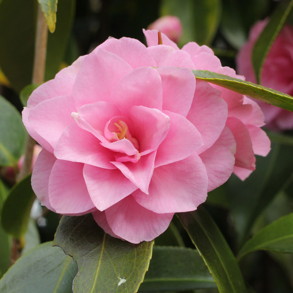 Camellia 'Spring Festival'