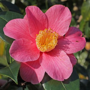 Camellia japonica 'Spring Sonnet'