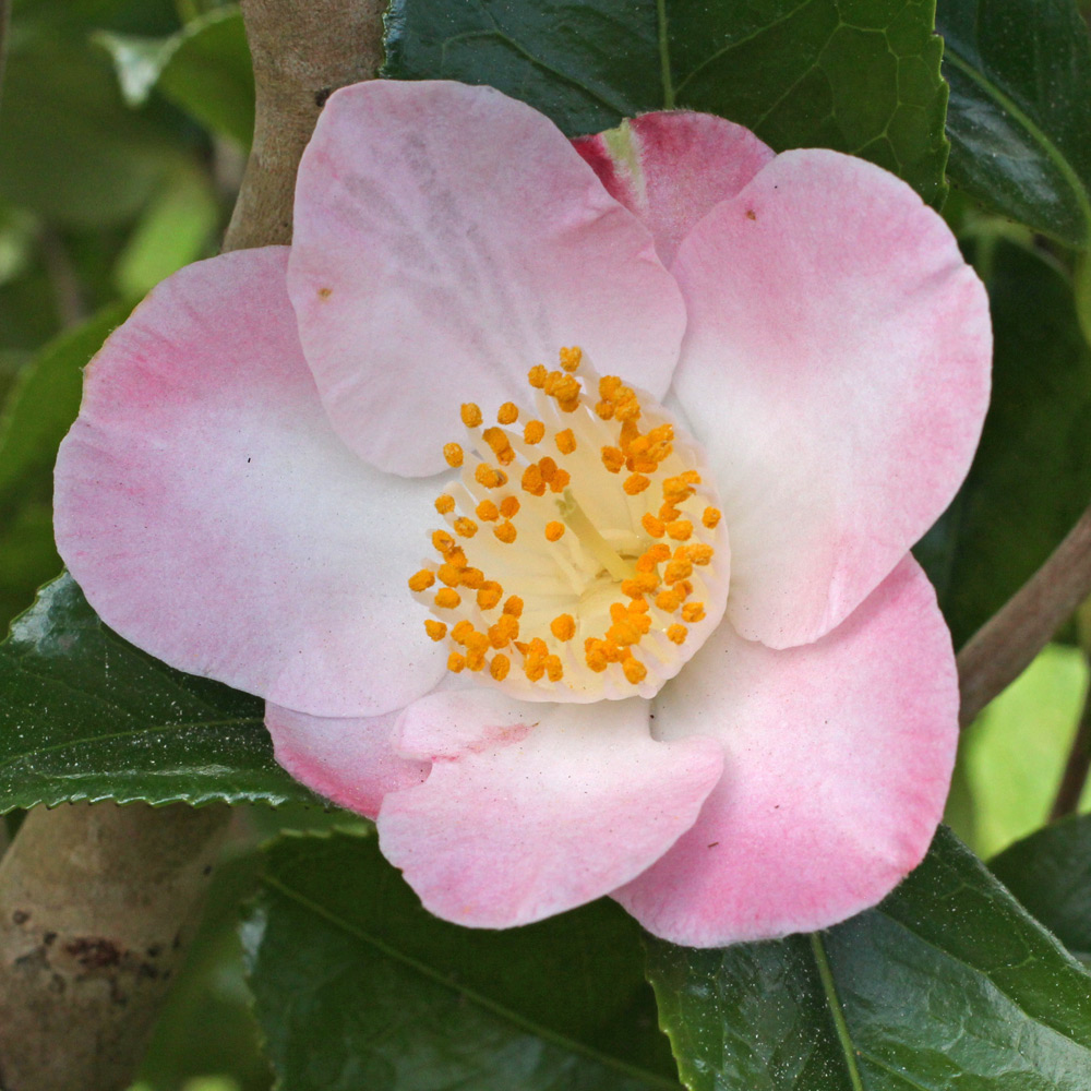 Camellia japonica 'Sunny Side'