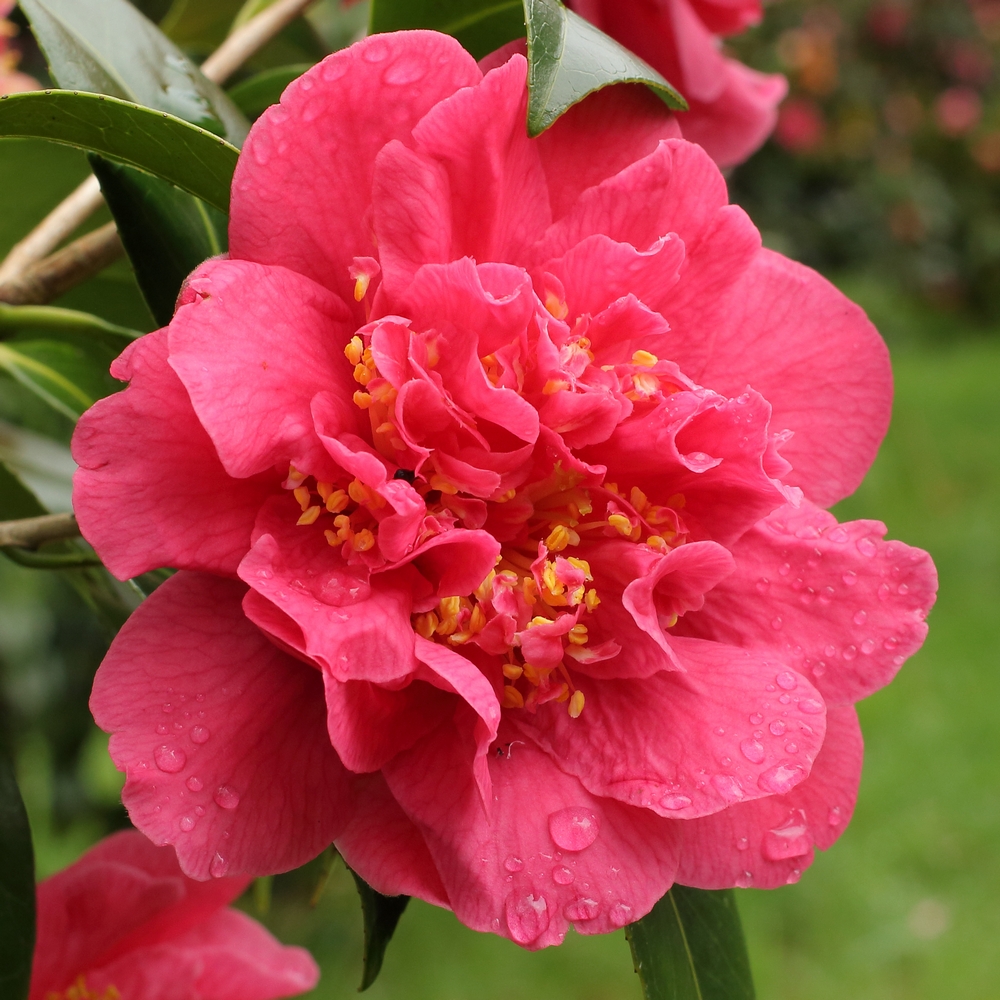 Camellia japonica 'Tama Beauty'