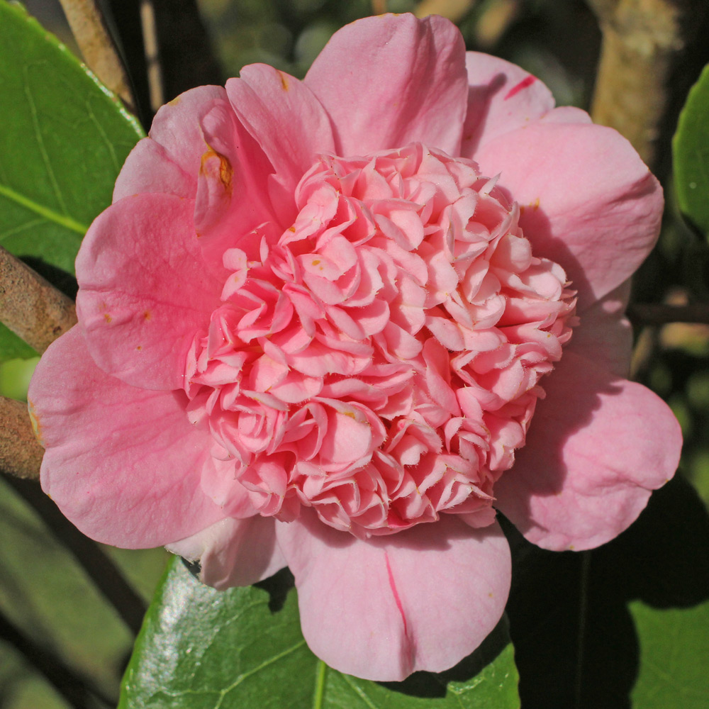 Camellia japonica 'Tinker Bell'