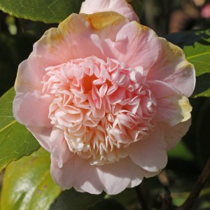 Camellia japonica 'Tinker Bell'