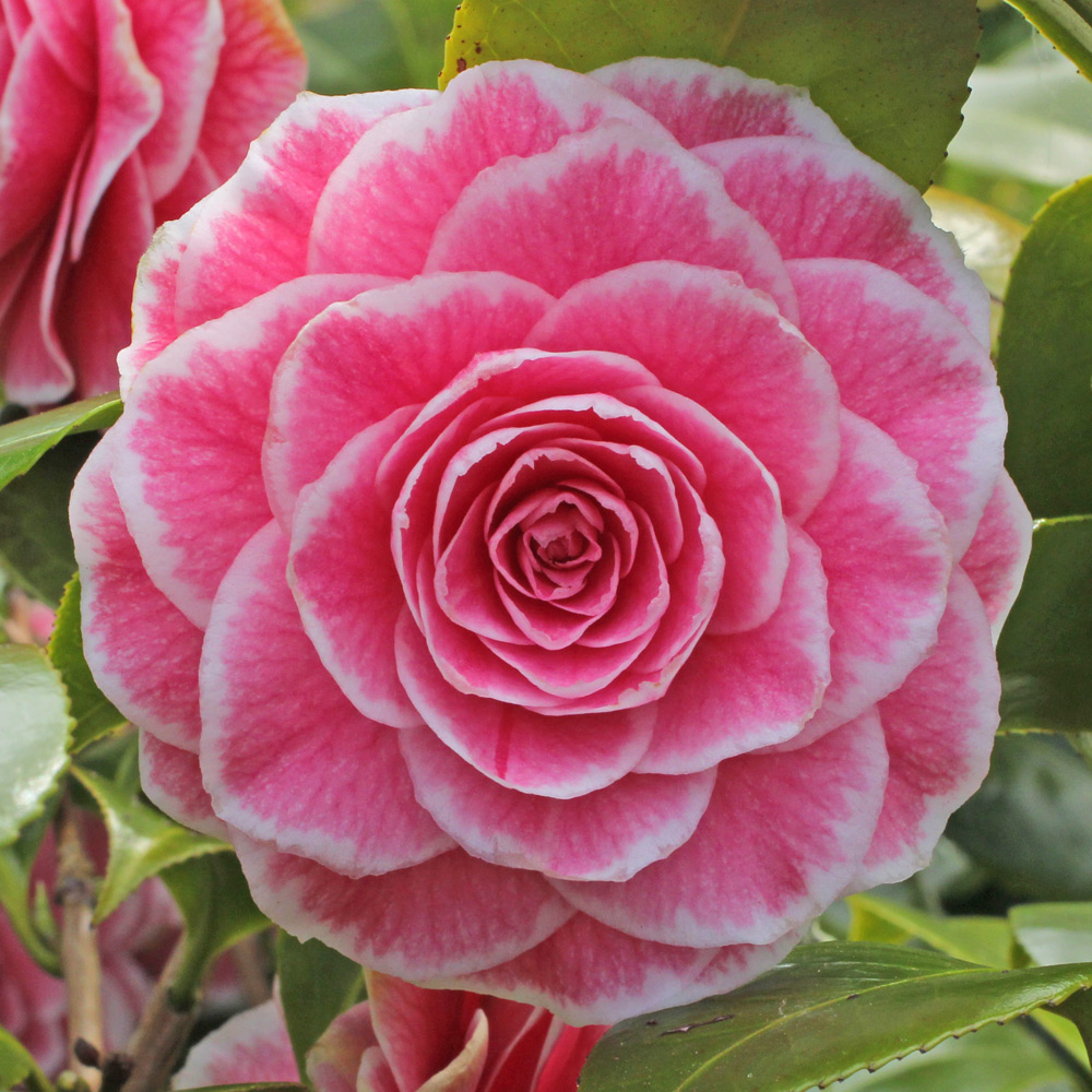 Camellia japonica 'Tom Thumb'