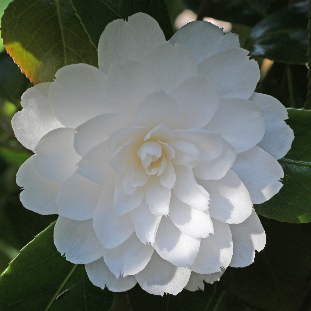 Camellia japonica 'Twilight'