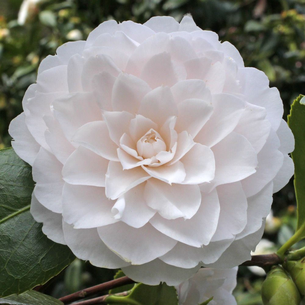 Camellia japonica 'Twilight'