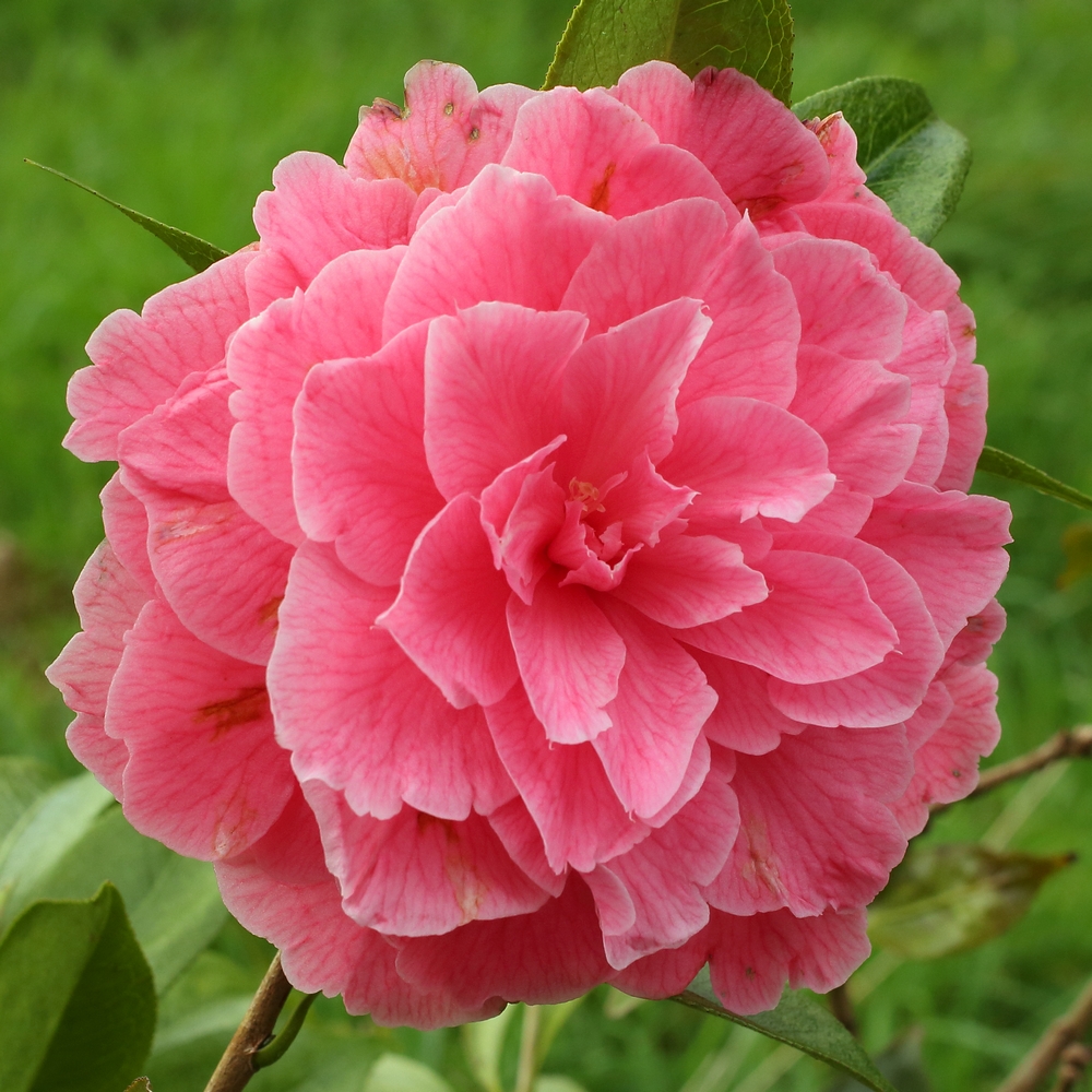 Camellia 'Valentine Day'
