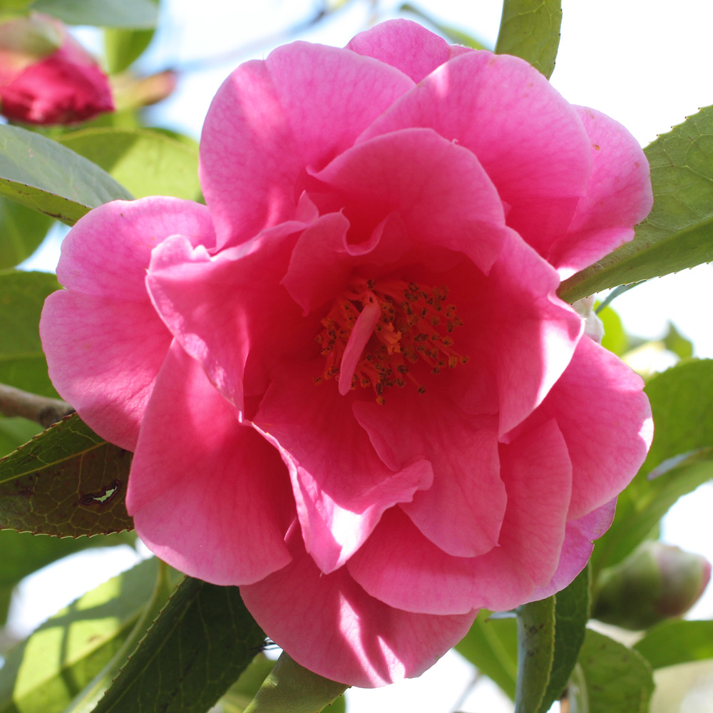 Camellia 'Valley Knudsen'