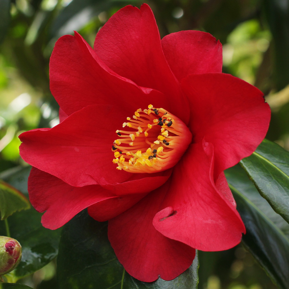 Camellia japonica 'Wildfire' (1P-061) | Jim's Camellias