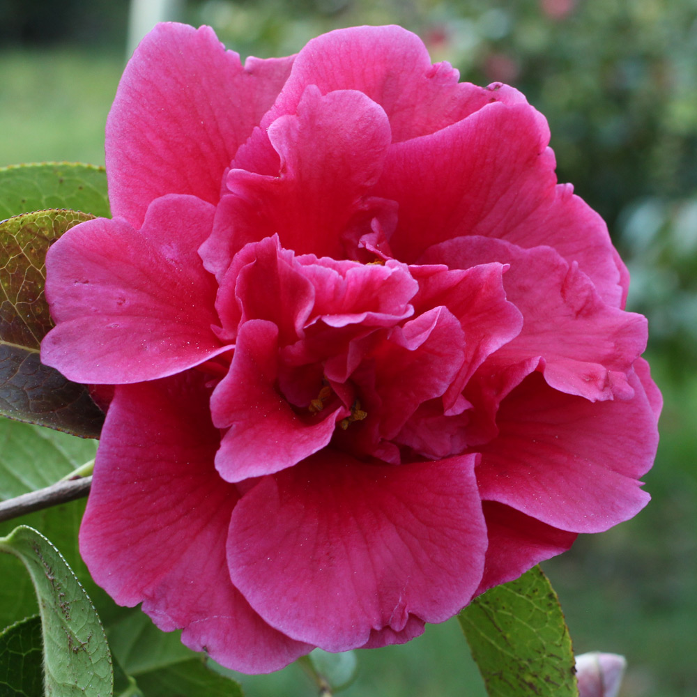 Camellia reticulata 'William Hertrich'