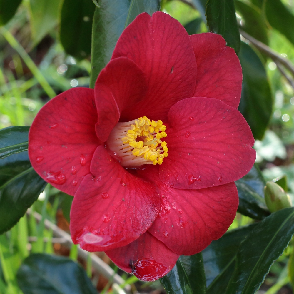 Camellia japonica 'Adeyaka'