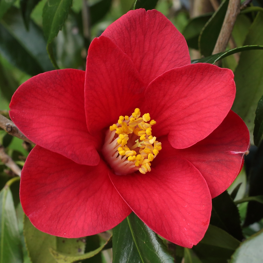 Camellia japonica 'Adeyaka'