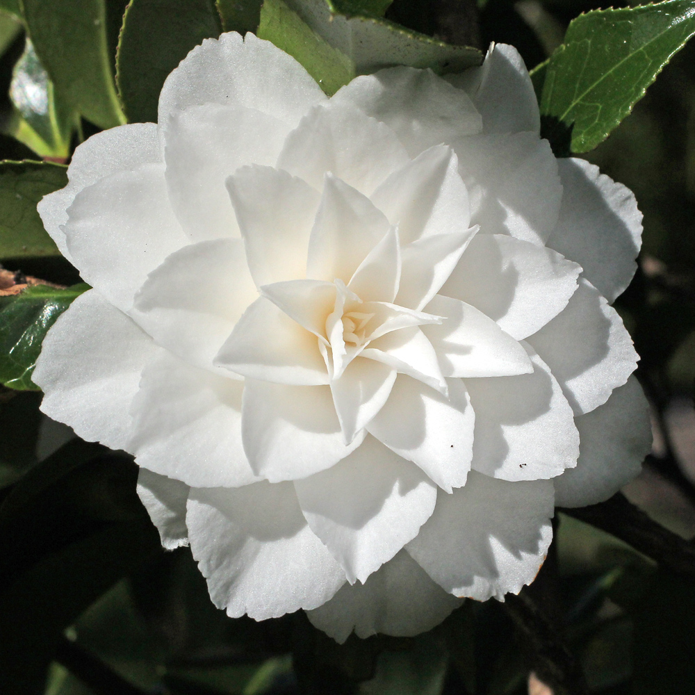 Camellia japonica 'Mary Alice Cox'
