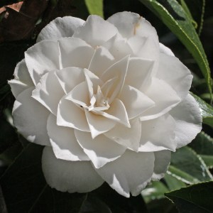 Camellia japonica 'Mary Alice Cox'