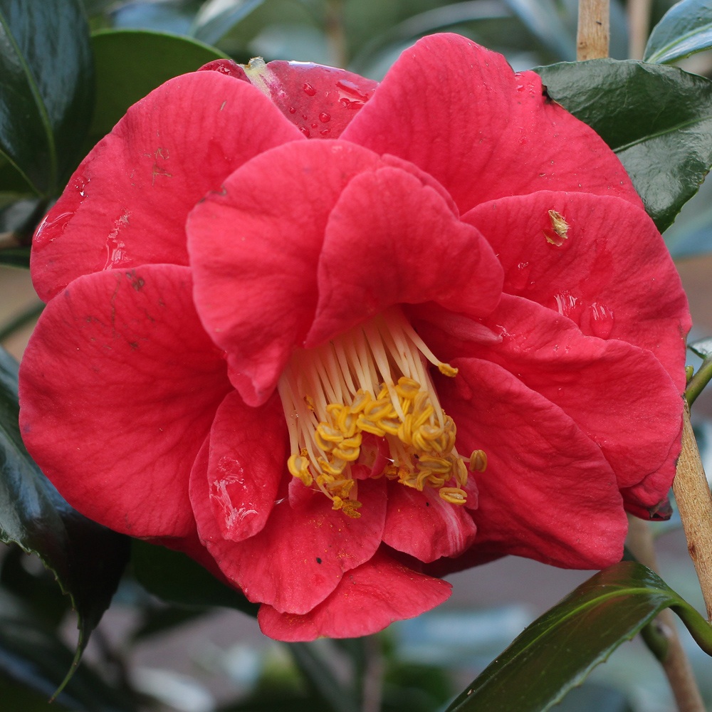 Camellia japonica 'Apollo'