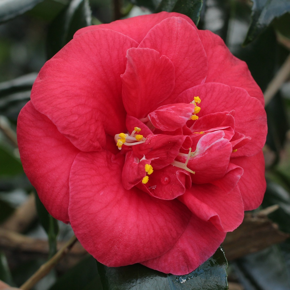 Camellia japonica 'Apollo'