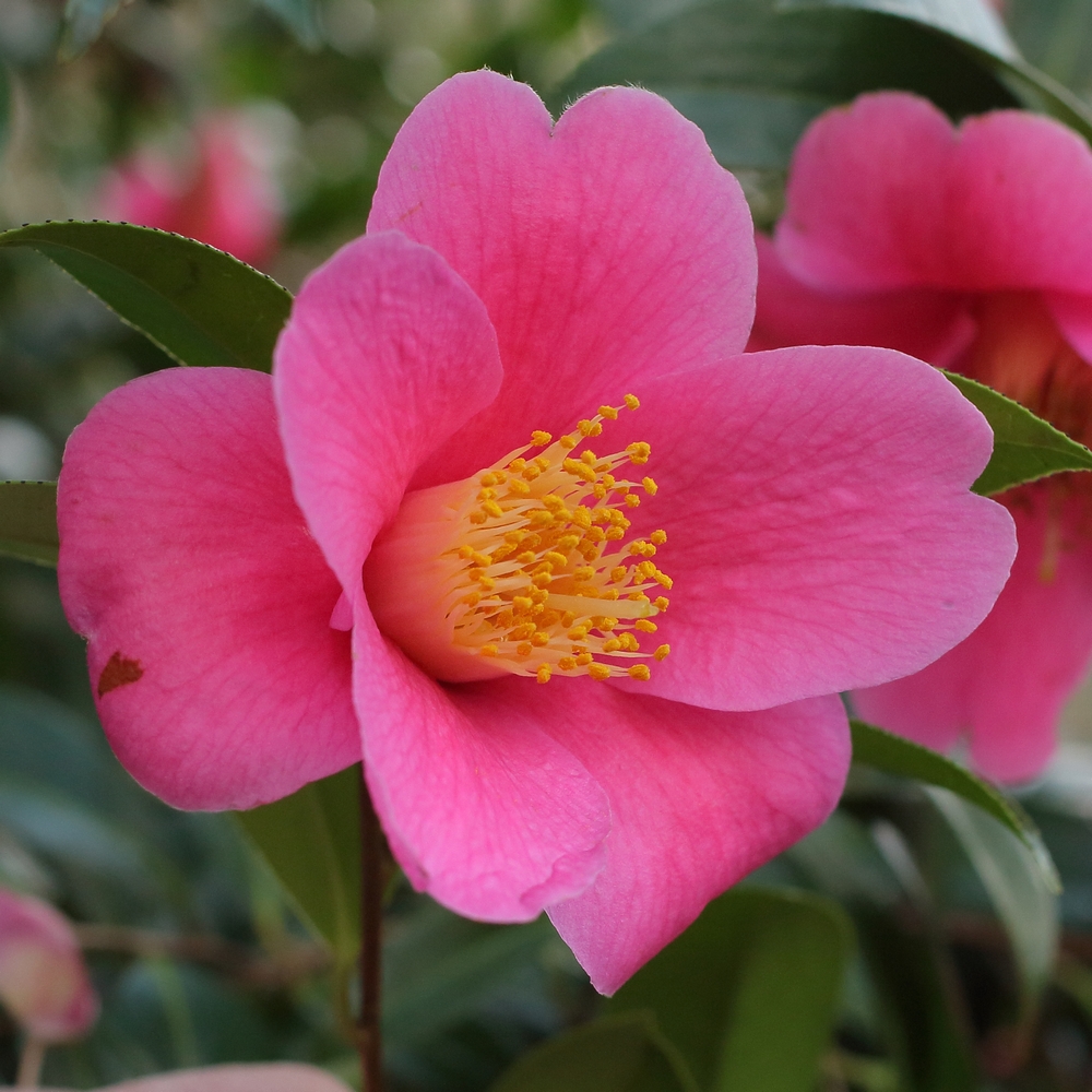 Camellia x williamsii 'Caerhays Best'