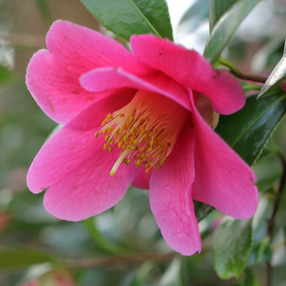 Camellia x williamsii 'Caerhays Best'