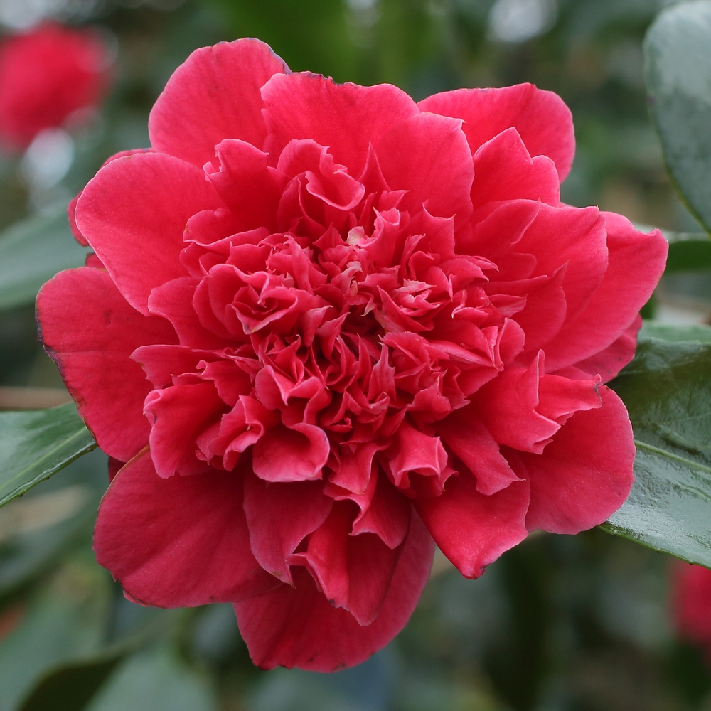 Camellia japonica 'Daphne du Maurier'