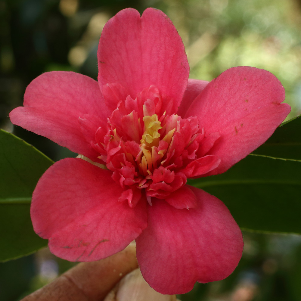 Camellia Exaltation AM 64