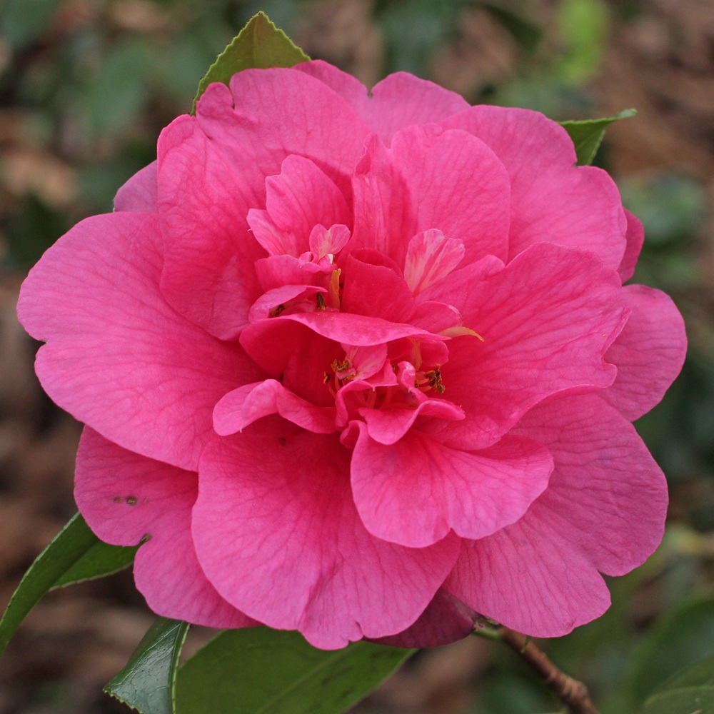 Camellia x williamsii 'George Blandford'