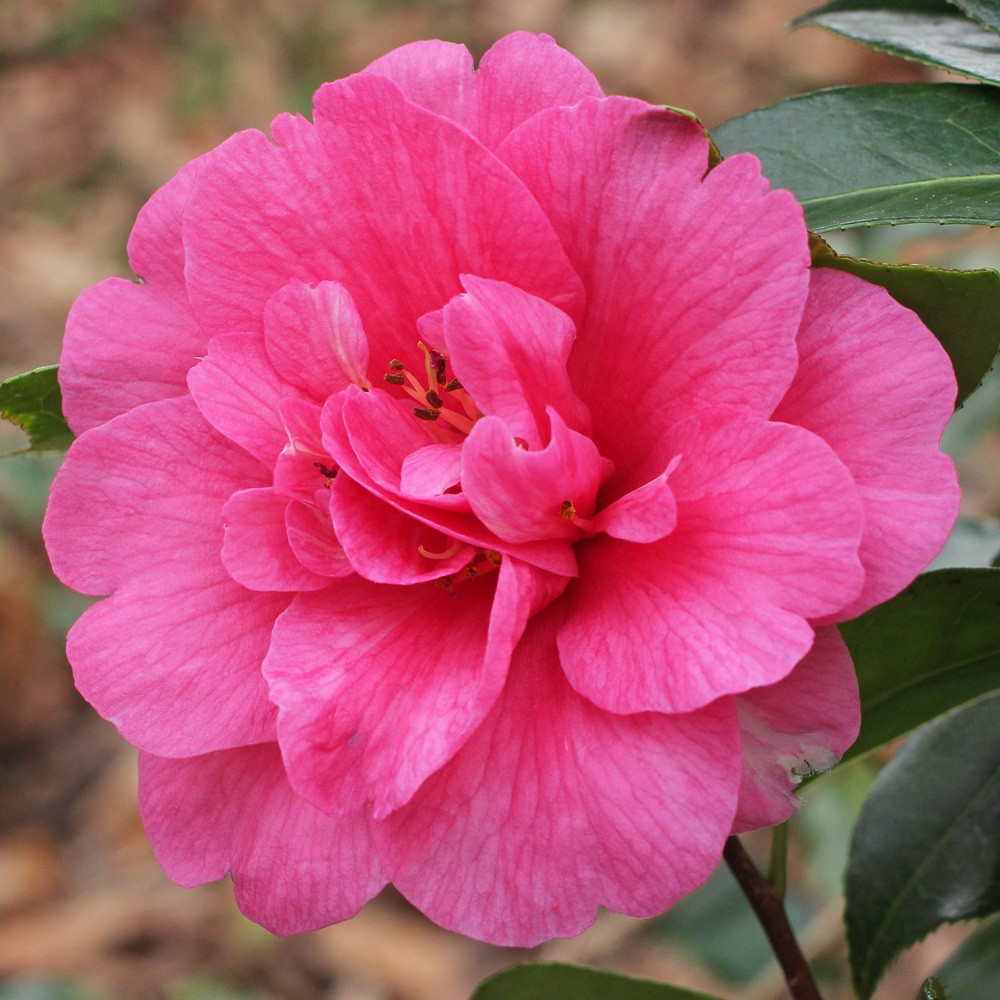 Camellia x williamsii 'George Blandford'