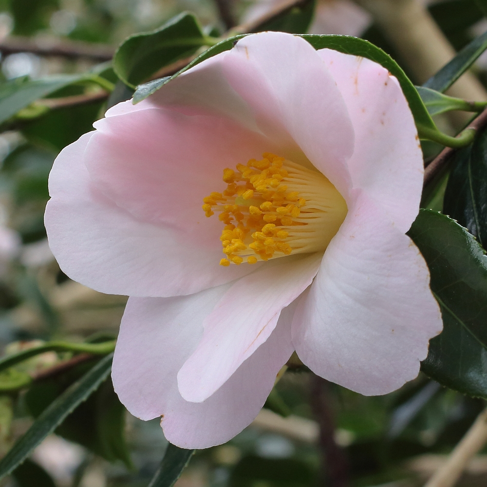 Camellia x williamsii 'Hiraethlyn'