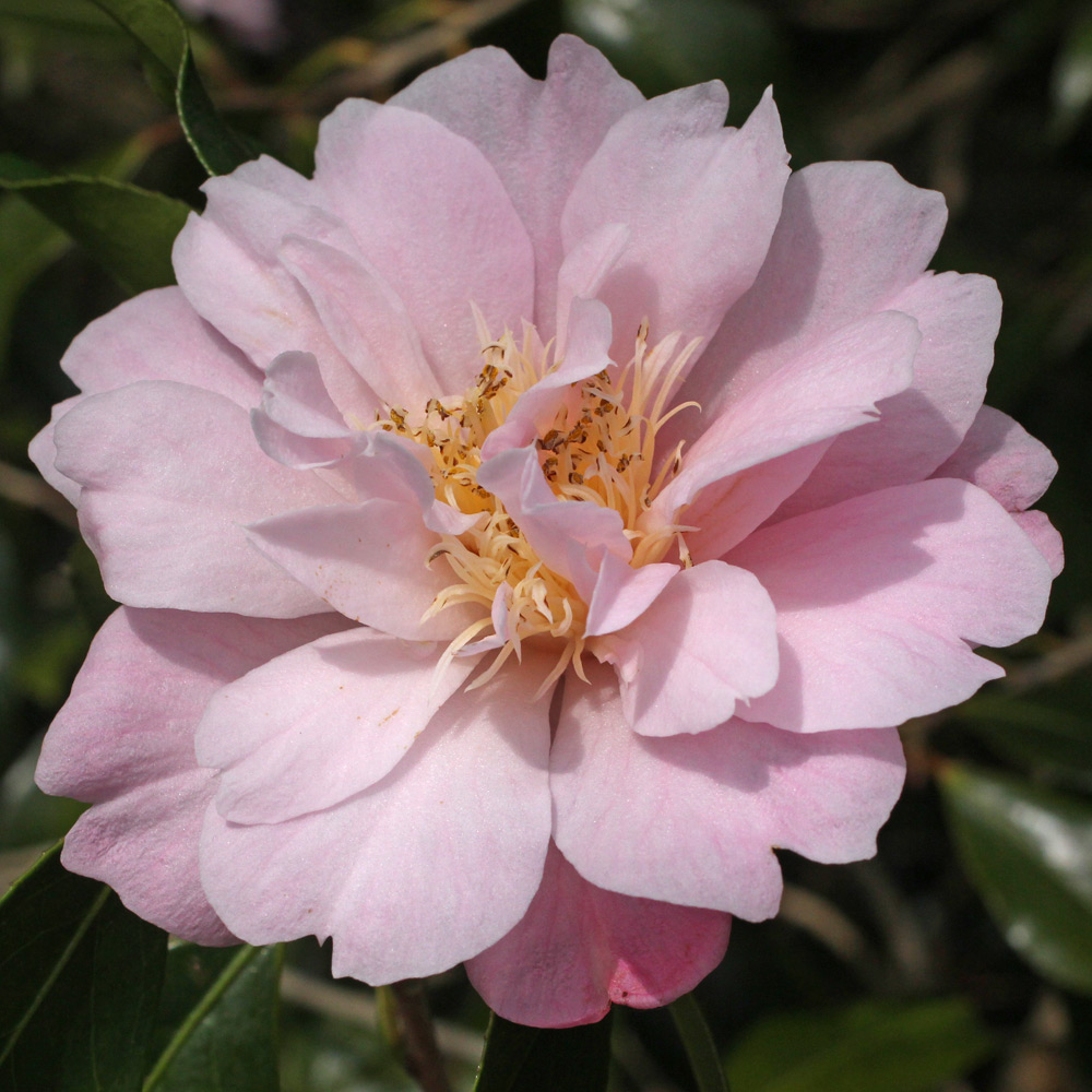 Camellia hybrid 'Salutation'