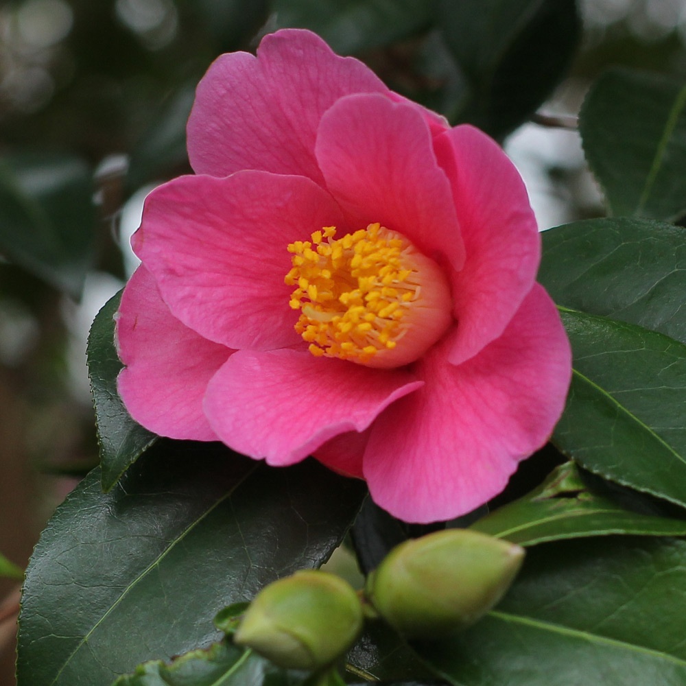 Camellia x williamsii 'St Ewe'