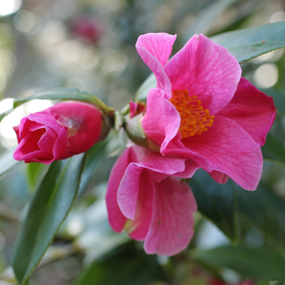 Camellia x williamsii 'Bow Bells'