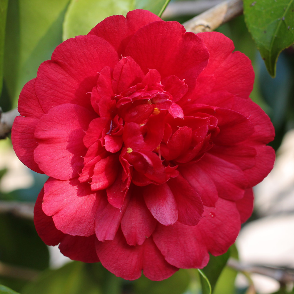 Camellia japonica 'Chandleri'