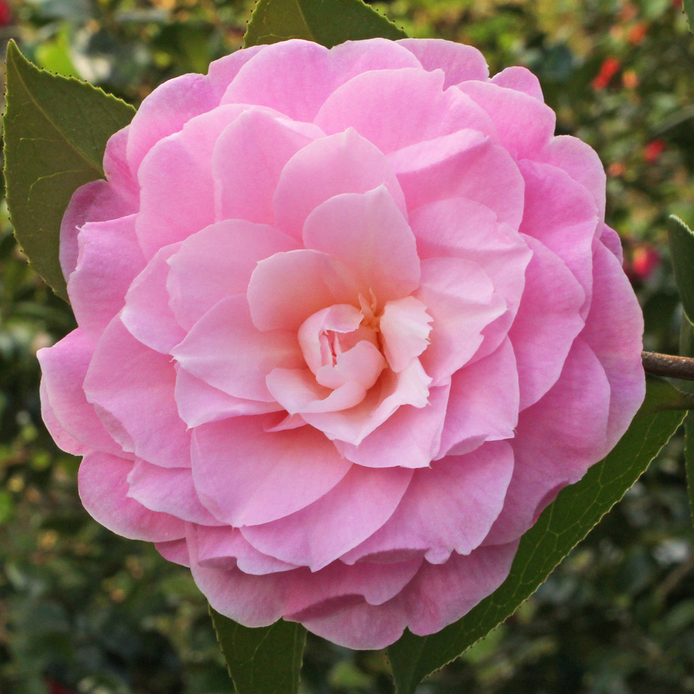 Camellia x williamsii 'Elizabeth Anderson'