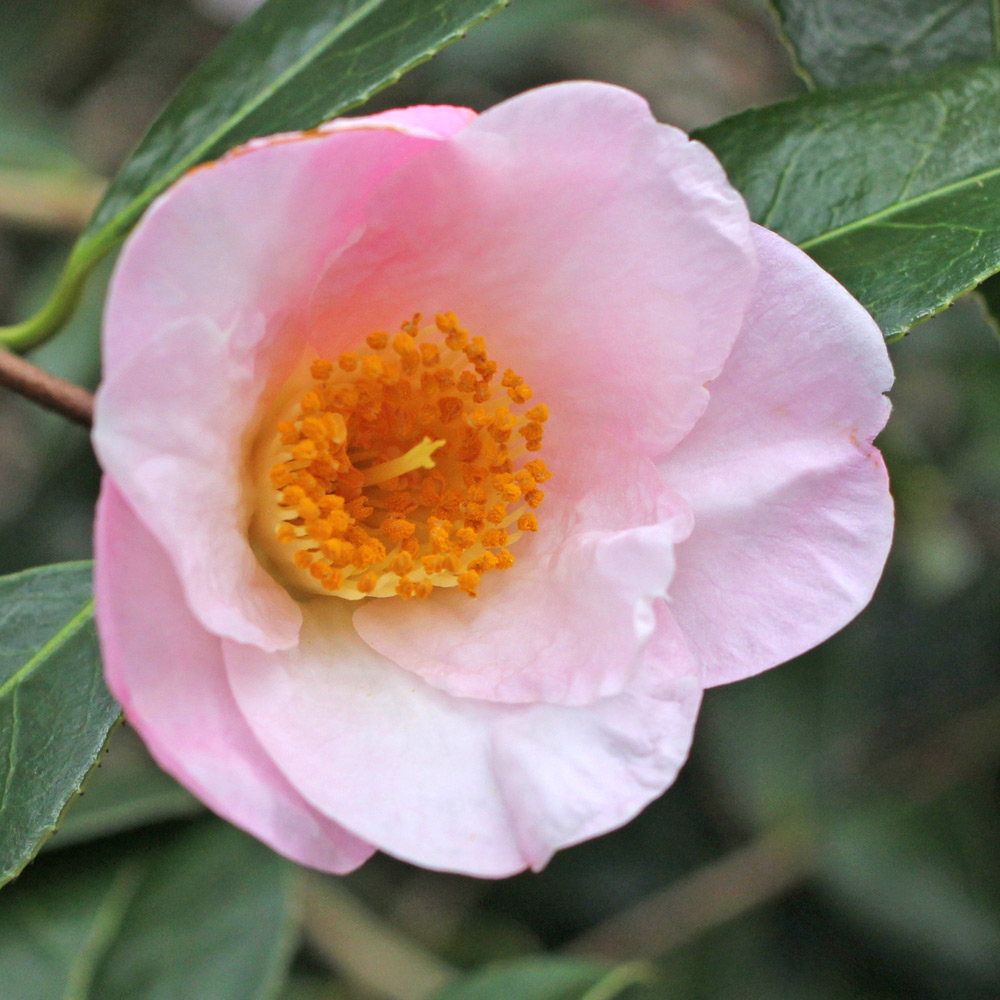 Camellia x williamsii 'Elizabeth de Rothschild'