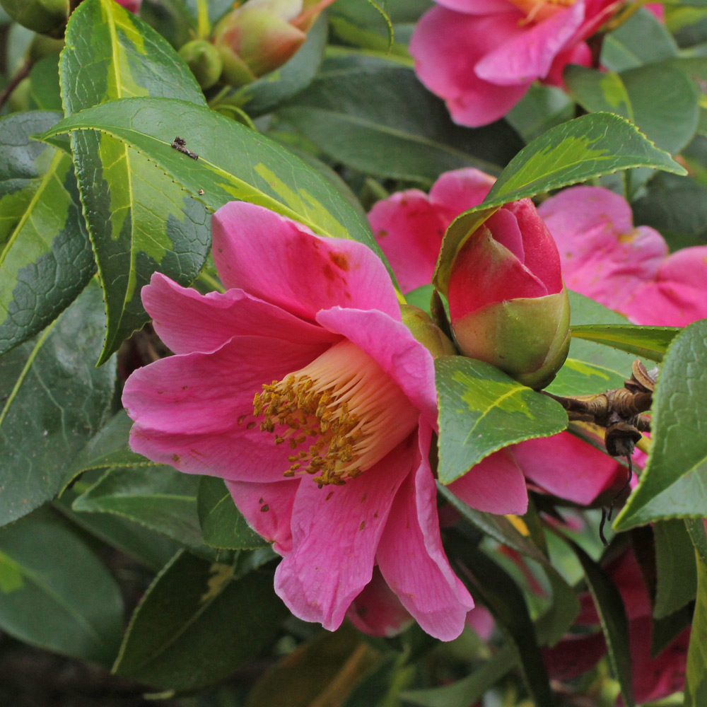Camellia x williamsii 'Golden Spangles'