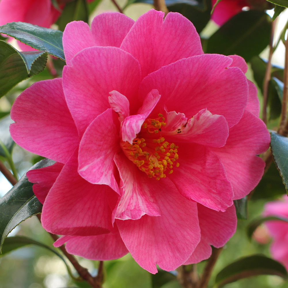 Camellia x williamsii 'Hilo'
