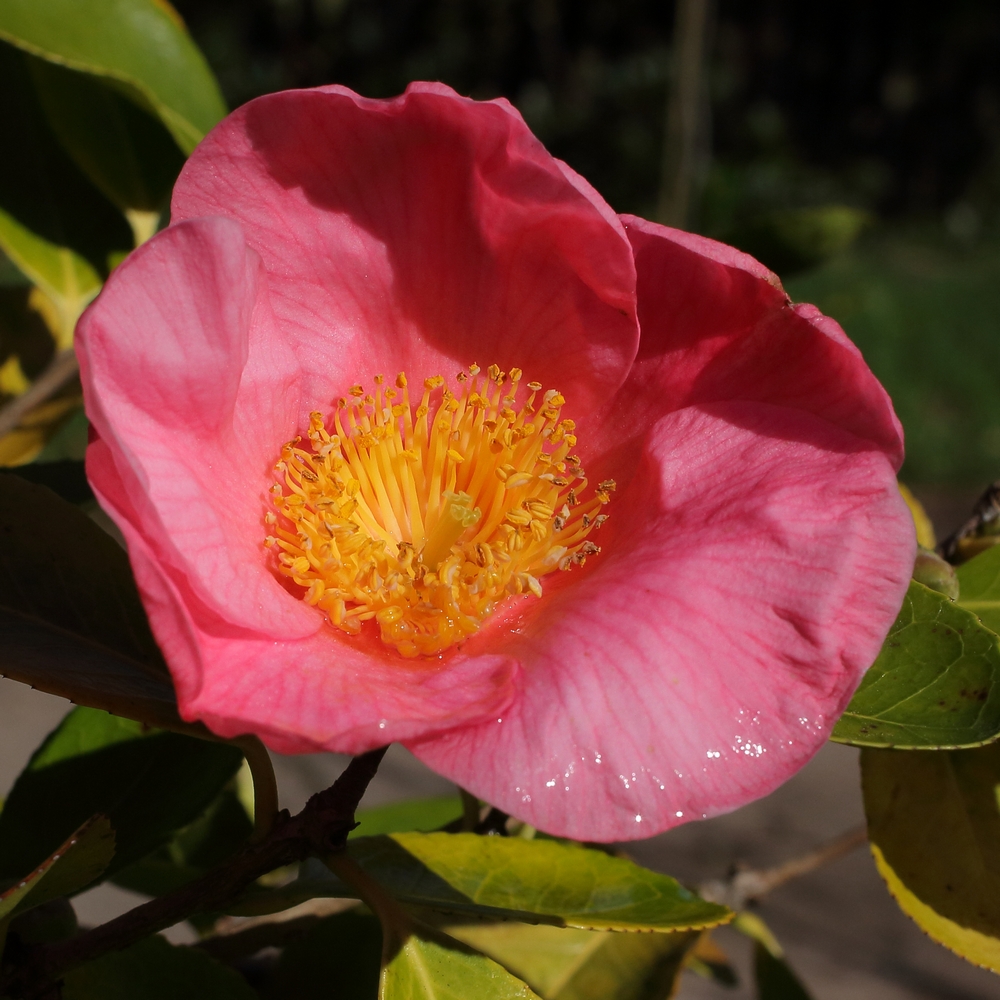 Camellia hybrid 'Hooker'