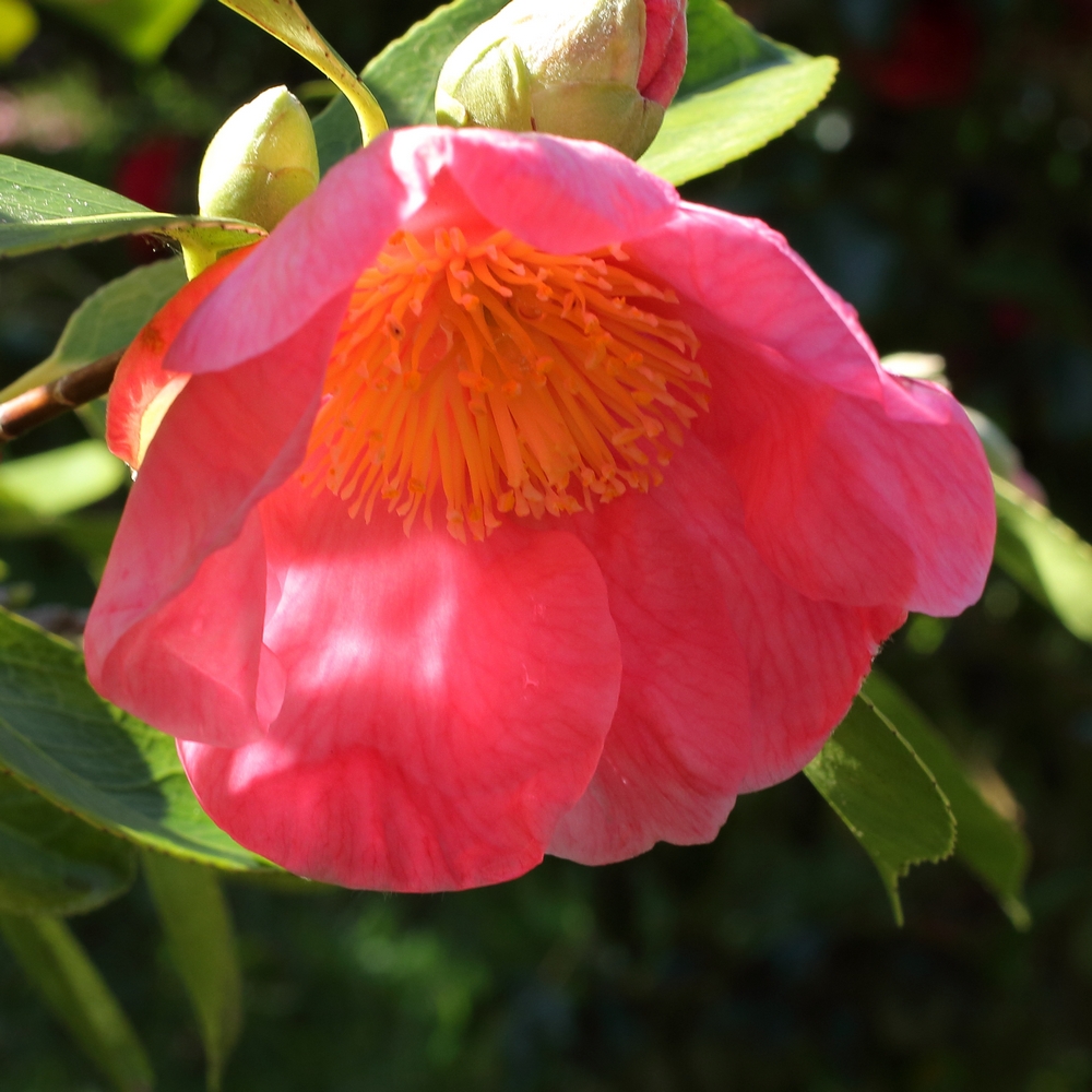 Camellia hybrid 'Hooker'