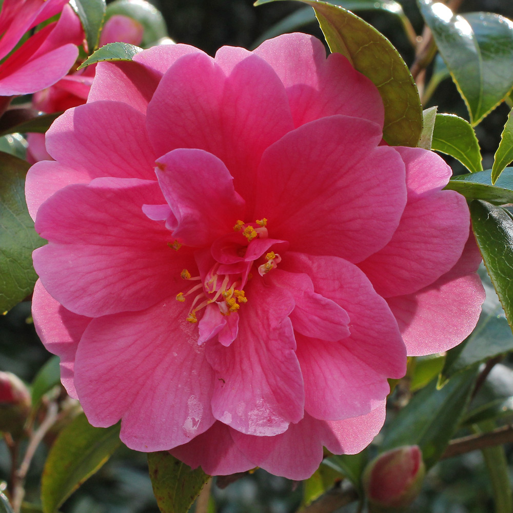 Camellia hybrid 'Inspiration'