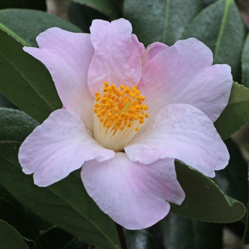 Camellia x williamsii 'J.C. Williams'