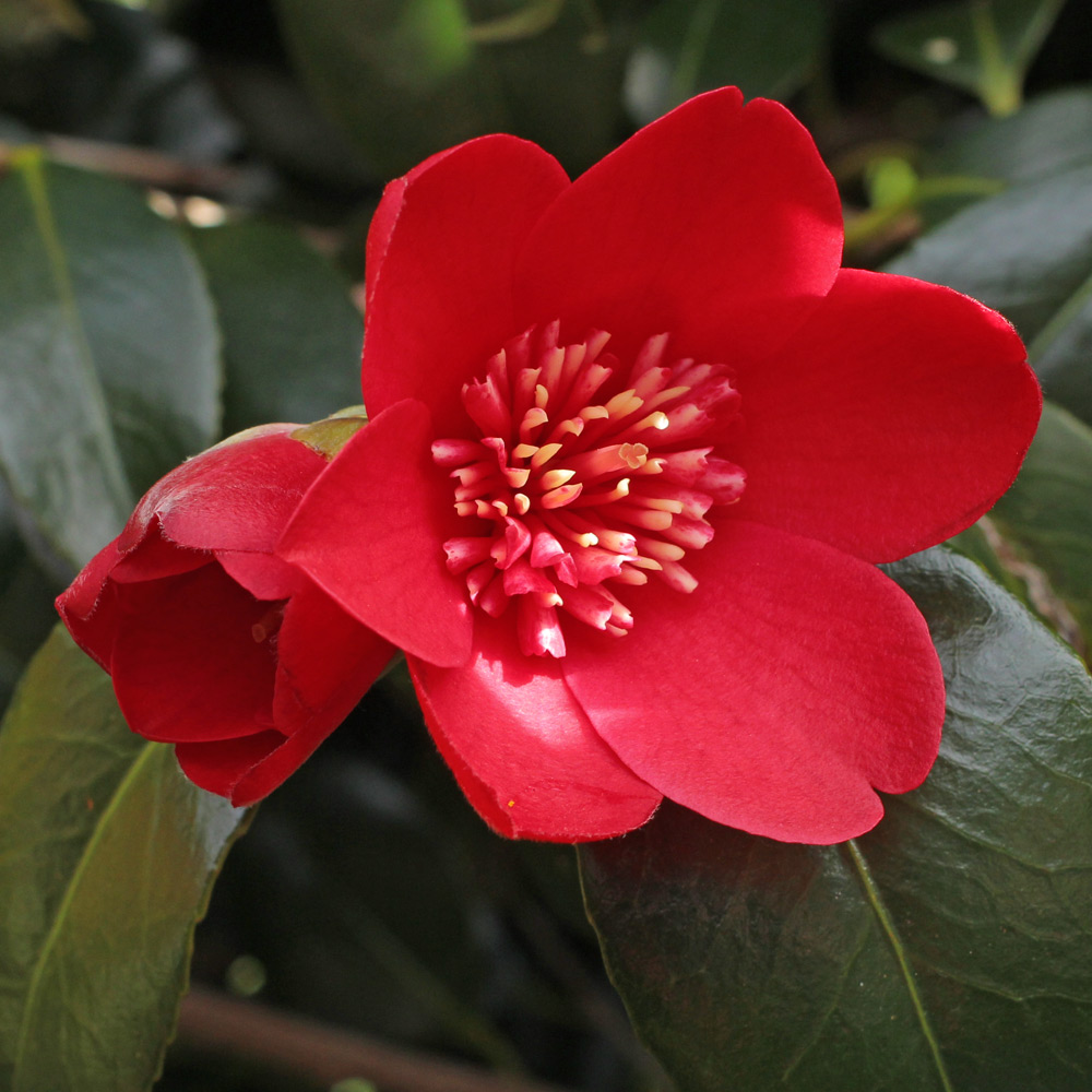 Camellia japonica 'Kimberley'
