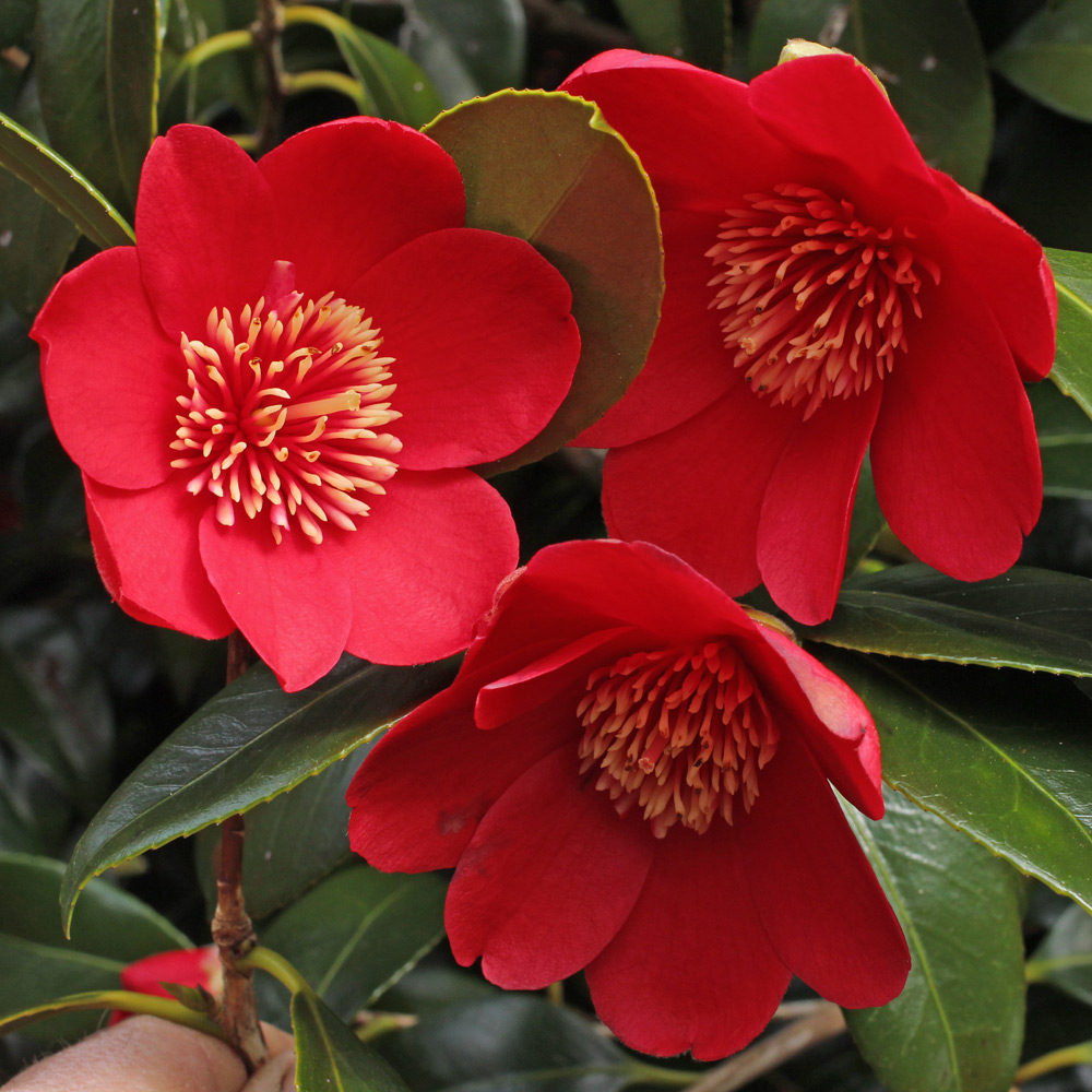 Camellia japonica 'Kimberley'