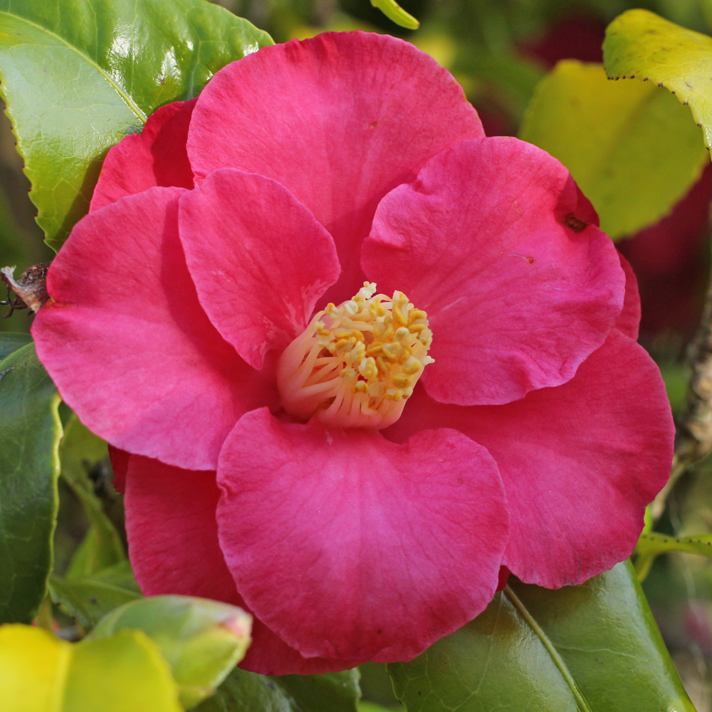 Camellia japonica 'Lady de Saumarez'